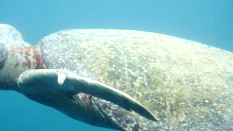 moving plane towards swimming turtles, aquatic camera