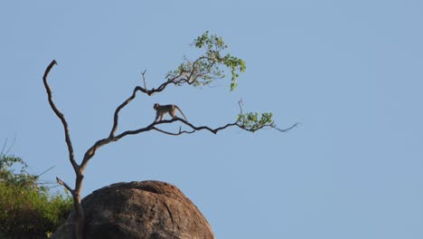 resting on a lower branch then shakes it violently then goes down to the rock, crab-eating macaque macaca fascicularis, thailand