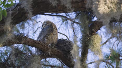 great horned owl juvenile medium shot looking into distance perched on tree