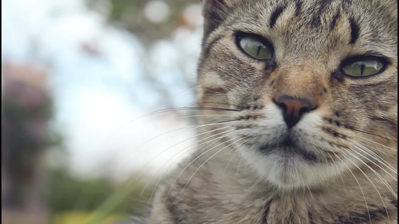 un primer plano de un gato tabby