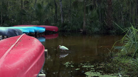 Hermoso-Pájaro-Blanco-De-Gran-Garceta-En-El-Lago-En-El-Lago-De-Lechuga,-Florida