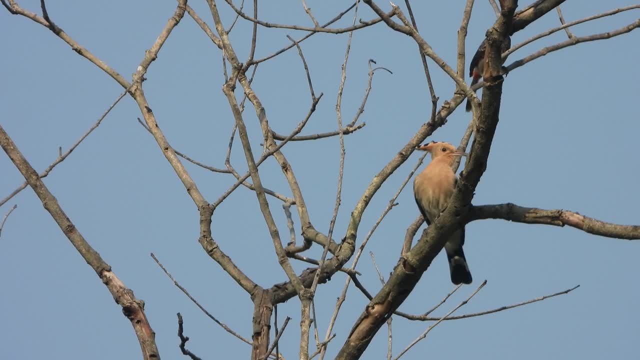 Beautiful Hoopoe bird headdress and sitting on tree
