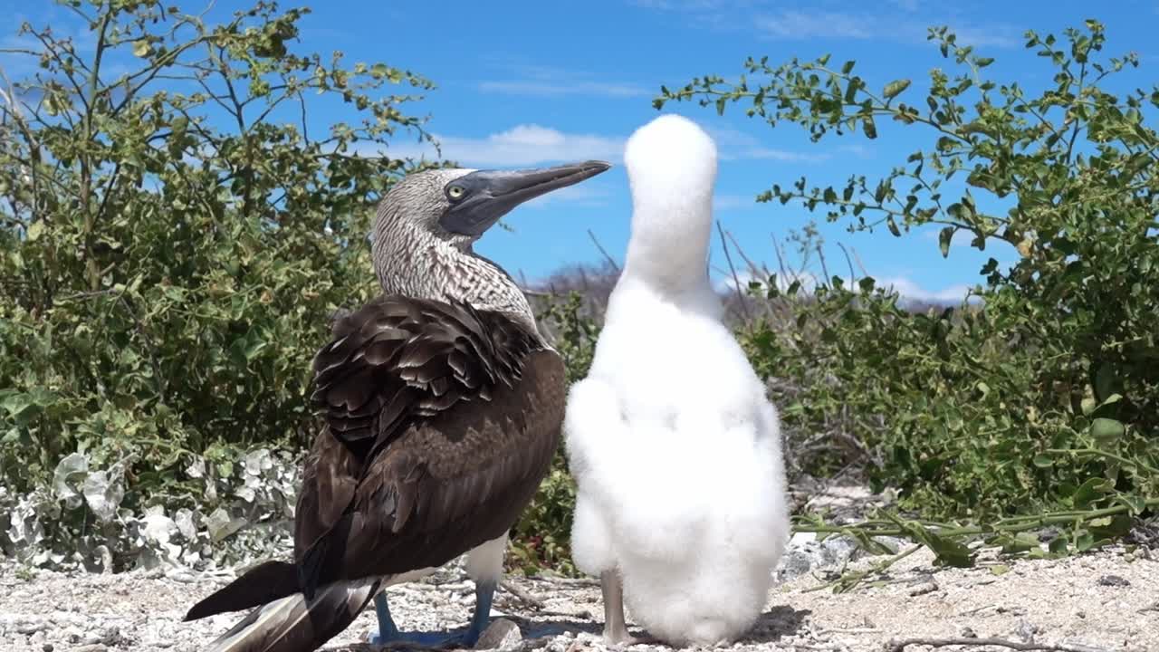 An blue footed booby mother with her baby, sitting side by side on the beach and looking into the land