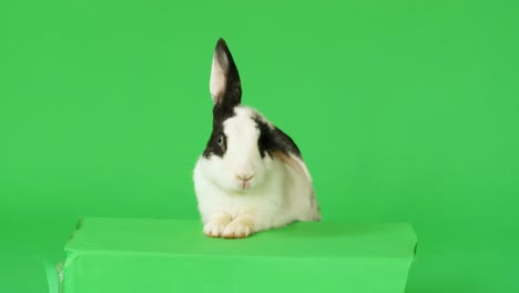 a small white and black rabbit