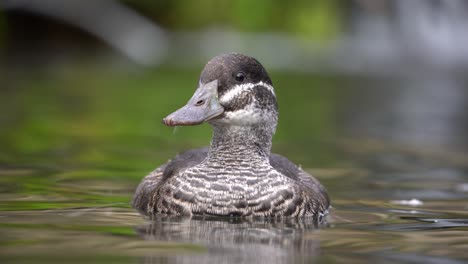 Hembra-De-Pato-Del-Lago-Oxyura-Vittata-Balanceándose-En-La-Superficie-Del-Agua,-Disparo-De-Teleobjetivo