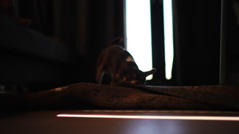 playful chihuahua dog playing with brown blanket, casting dynamic shadow on floor, bathed in warm sunlight streaming through window, creating peaceful indoor scene