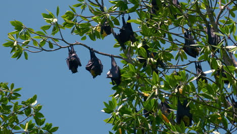 Flughunde,-Flughunde,-Riesenfledermäuse,-Die-Auf-Einem-Kopfüber-Hängenden-Baum-Schlafen