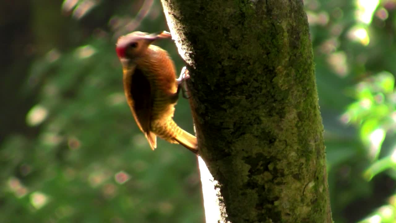 un hermoso pájaro carpintero en el bosque