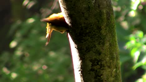 A-beautiful-woodpecker-in-the-forest