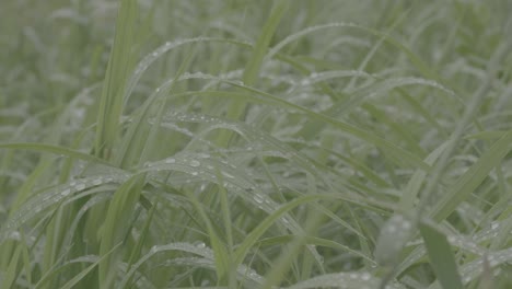 dew-kissed grass