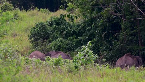 los elefantes asiáticos son especies en peligro de extinción y también son residentes de tailandia