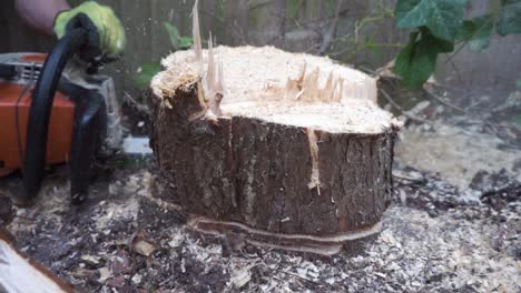 Chainsawing-through-tree-stump-with-branded-chainsaw