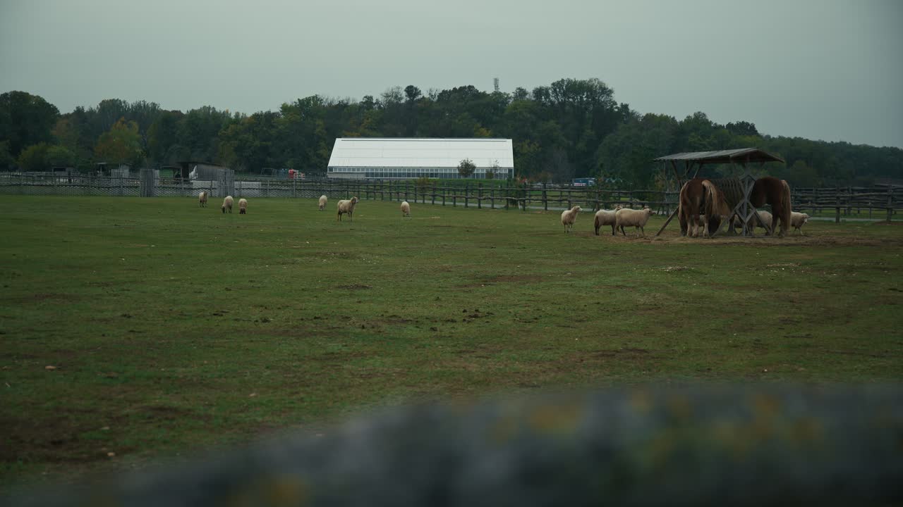 Horses and sheep grazing in a fenced pasture with a barn and hills at Schloss Hof, Austria