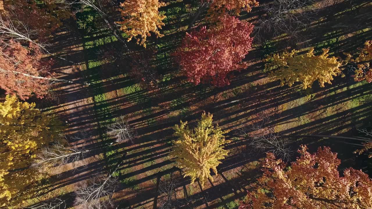 Aerial video captures autumn trees casting long shadows