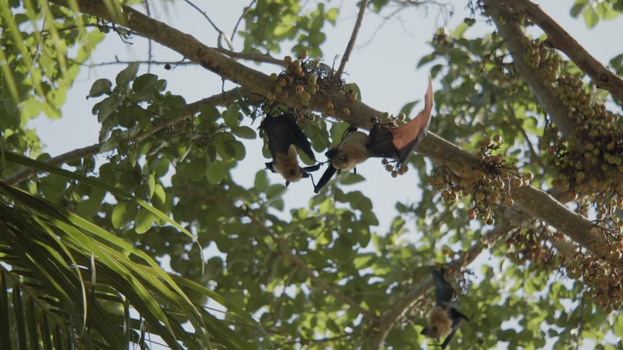 2 bats fighting on fig tree for wood, and flying away after brawl