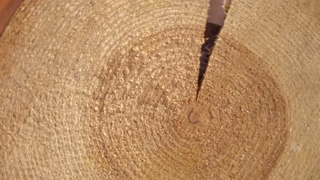 The cross section of the old pine tree rotates.
