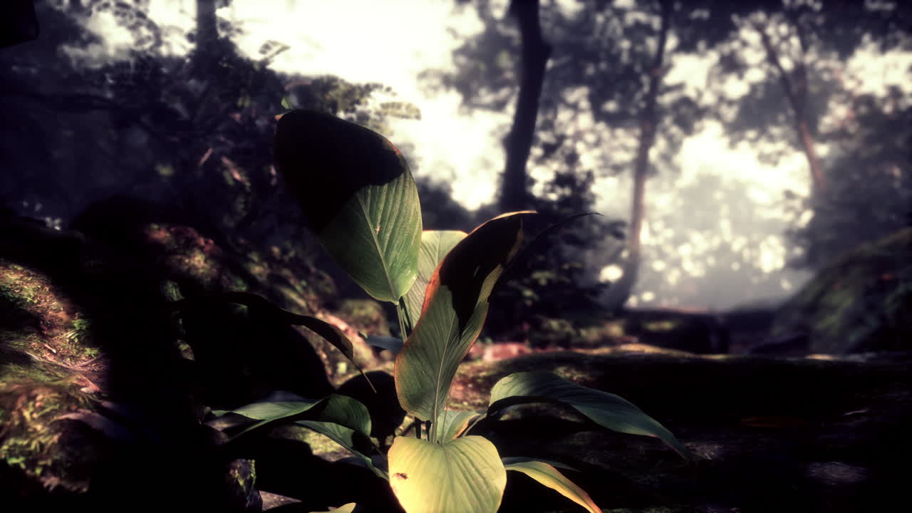 primer plano de una exuberante planta tropical en un bosque oscuro