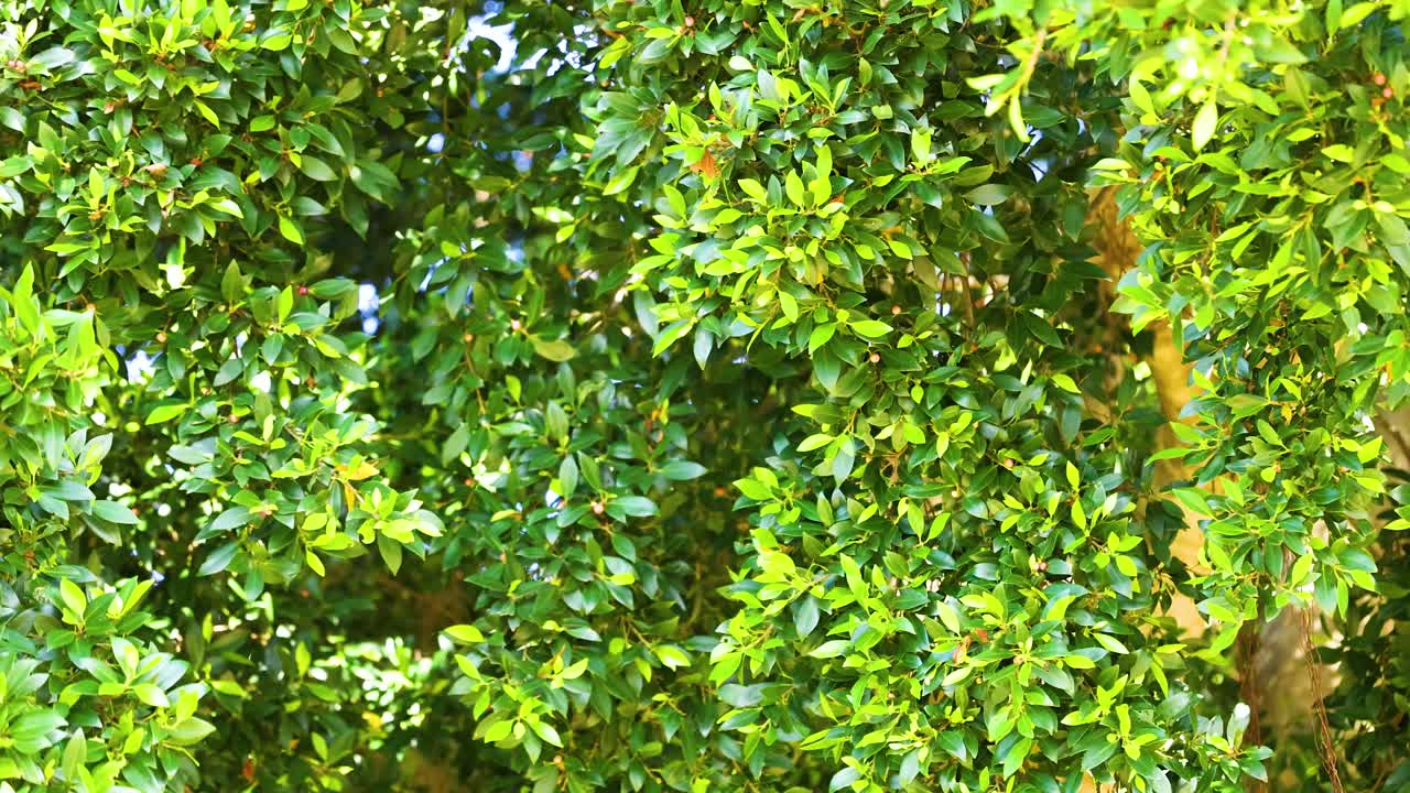 Vibrant green foliage of Syzygium paniculatum under bright sunlight, showcasing natural beauty and tranquility in a farm setting