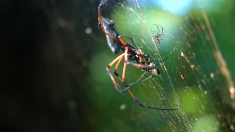gran araña en la jungla de las seychelles