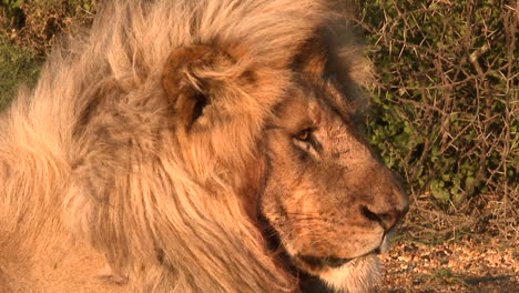 Lion--male-relaxing-in-the-early-morning-lights