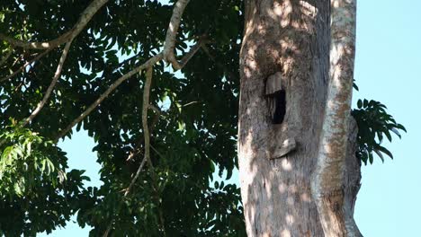 Great-Hornbill-Buceros-bicornis-seen-flying-down-to-land-on-a-branch-next-to-the-nest,-Khao-Yai-National-Park,-Thailand