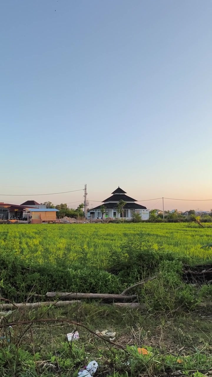 夕焼けに染まる青々とした水田に佇むモスク