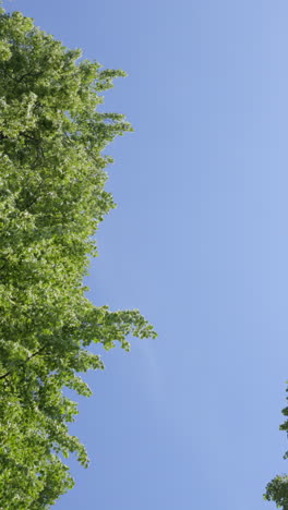 green trees against a clear blue sky