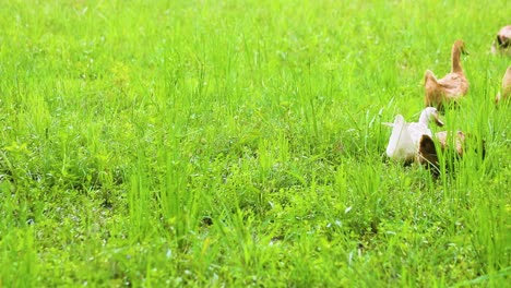 Flock-of-ducks-in-green-grass-walking-together