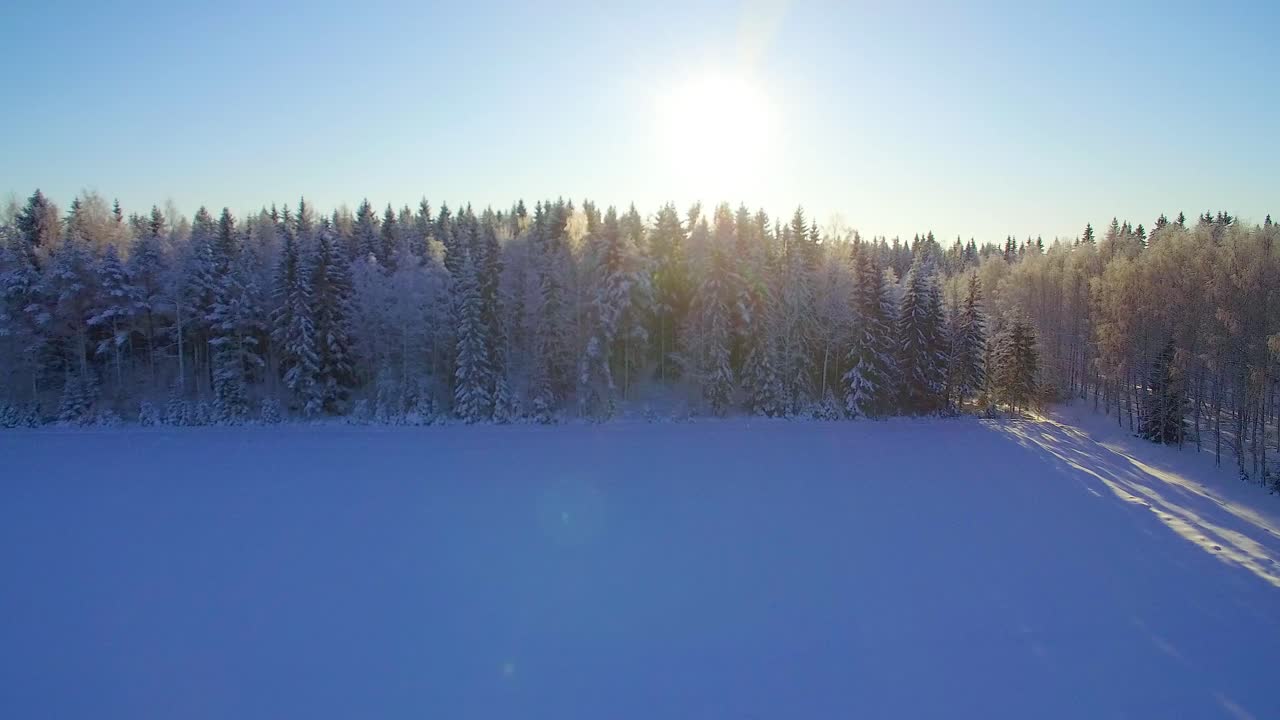 Drone rising from snowy field and unveils a vast northern spruce forest.