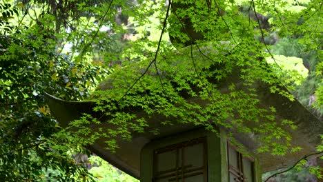 slow motion cinematic slider over beautiful stone pillar inside lush green forest