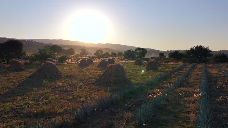 Ora d'oro sui campi di agave a Tequila, Jalisco, che mostra la natura e l'agricoltura.