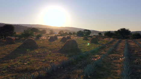 golden hour over agave fields in tequila, jalisco, showcasing nature and agriculture