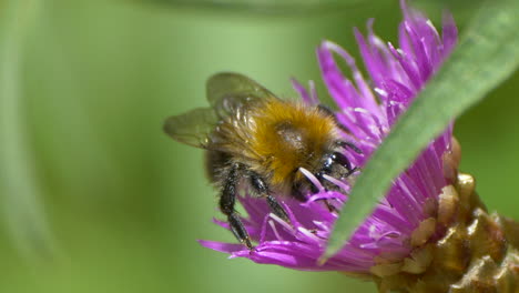 abejorro majestuoso en flor recogiendo polen de néctar, tiro macro