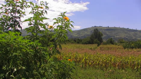 la vegetación en un campo es movida por una ligera brisa