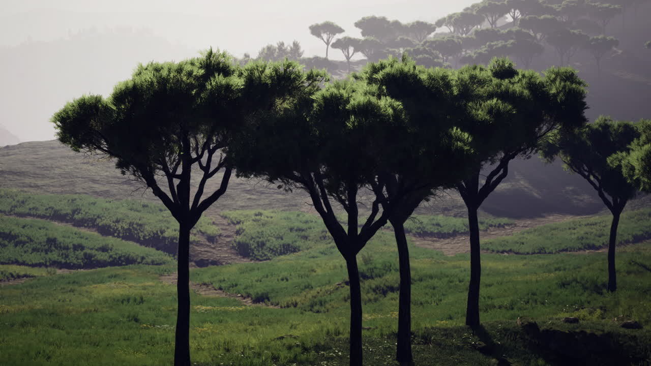 Four elegant trees stand together in a misty landscape at dawn