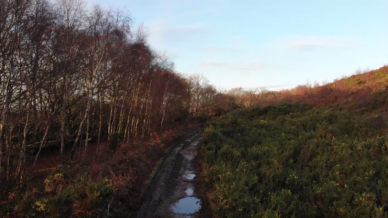 sendero otoñal bordeado de pintorescos árboles en woodbury common