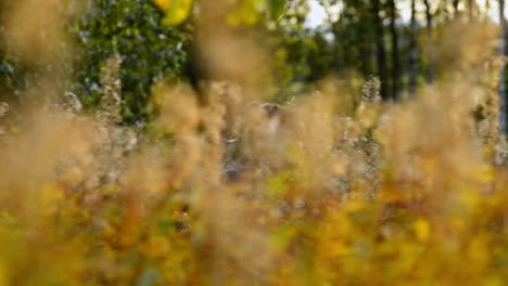 scared female running fast through the golden meadow