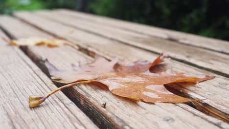 fallen leaf on a wooden bench