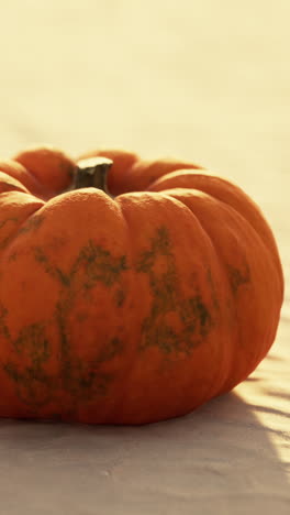 close-up of a single orange pumpkin