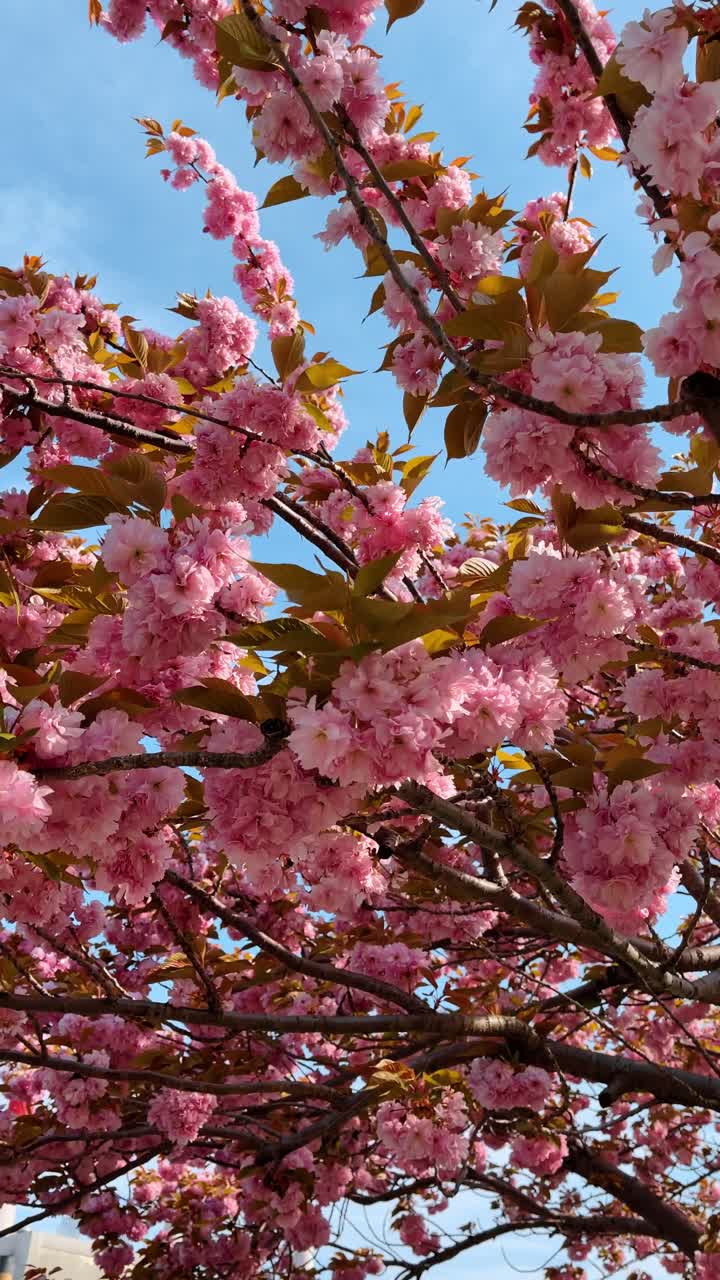 Rami di ciliegio in fiore rosa su sfondo di cielo azzurro sereno. Veduta dal basso di rami fioriti di ciliegio con fiori rosa e cielo blu.