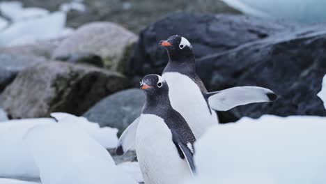 close up of penguins in antarctica, slow motion portrait of a pair of two gentoo penguin on rocky beach with ice on wildlife vacation to antarctic peninsula, penguins on rocky beach standing