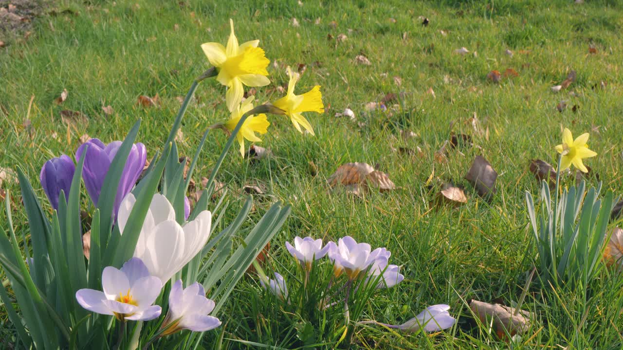 Springtime blooms show crocus and daffodil flowers scattered across green grass, vibrant colors under the sunlight.