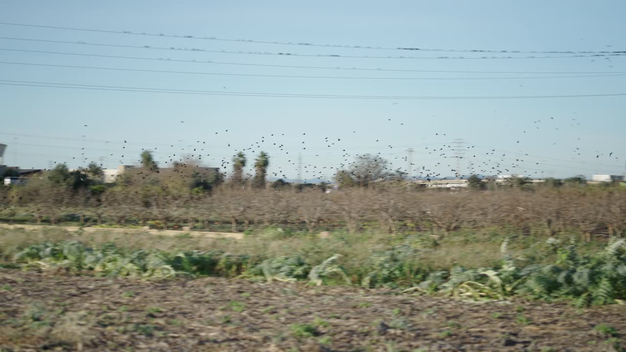 Flock of Birds over Rural Farmland