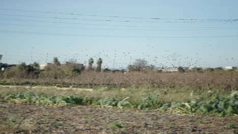 flock of birds over rural farmland