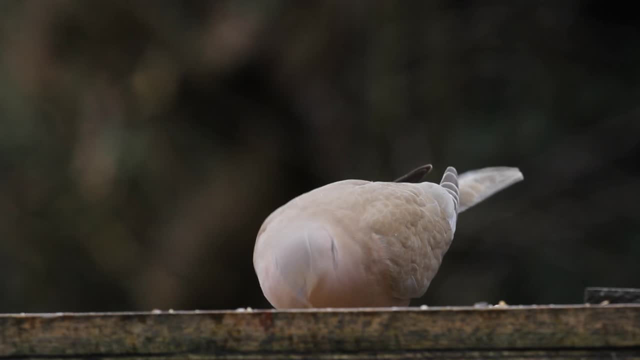 칼라드 비둘기, 스트렙토펠리아 데카옥토, 새 테이블에. 영국