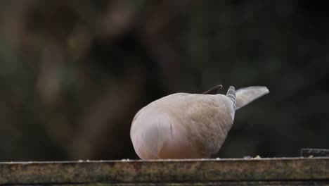 collared dove, streptopelia decaocto, on bird table. uk