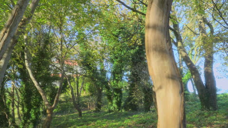 moving slowly through english woodland on an autumn afternoon