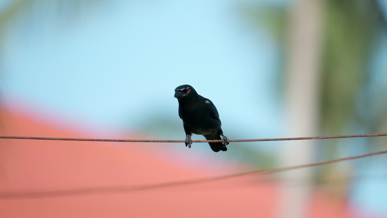 Uno storno lucido asiatico adulto in equilibrio su un filo nei tropici