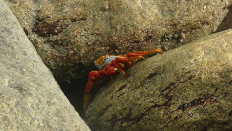 4K-Aufnahmen-Einer-Felsenkrabbe-Oder-„Grapsus-Grapsus“-Mit-Roter-Und-Gelber-Farbe