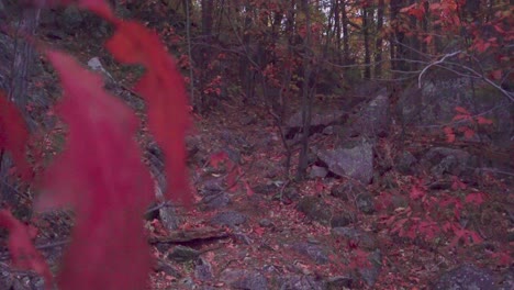 Slow rising pan from close up rocks on a red dirt path to a close up of a red leave in a fall forest
